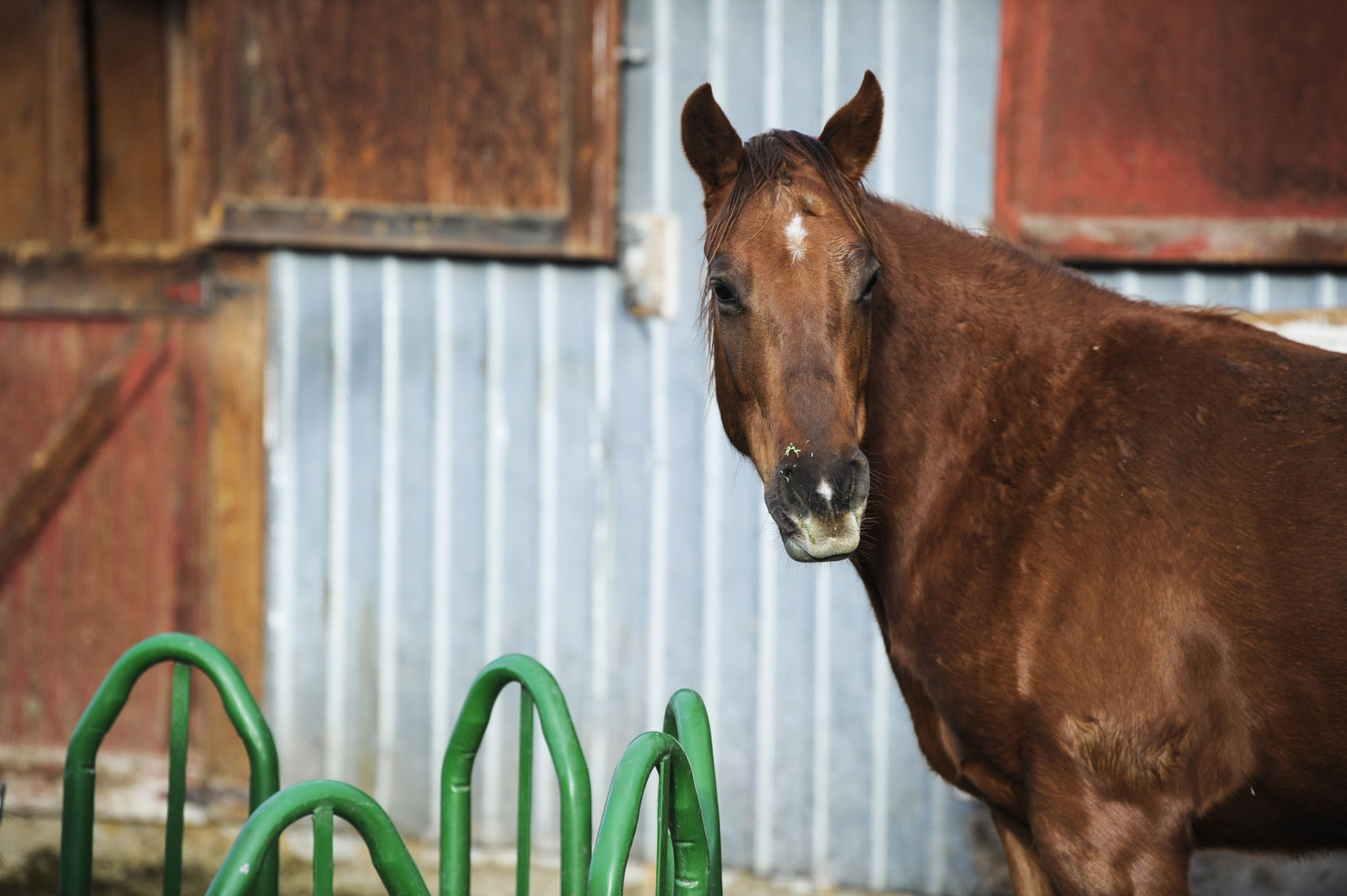 Seized Horses